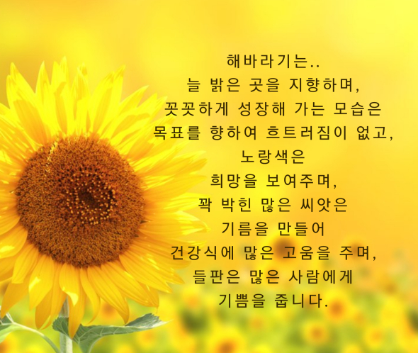 해바라기